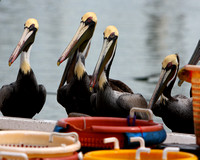 Pelicans, Cormorants