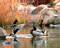 Ducks, Geese, Swans