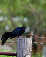 Orioles, Blackbirds